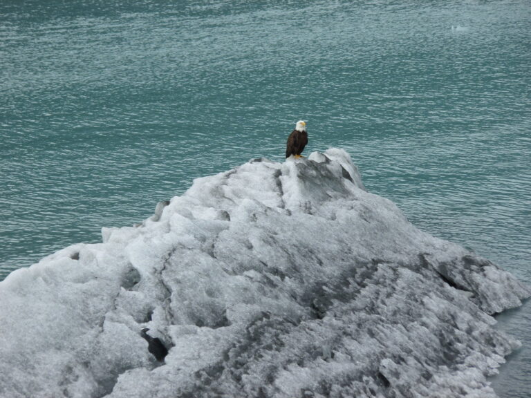 Bald Eagle on ice...