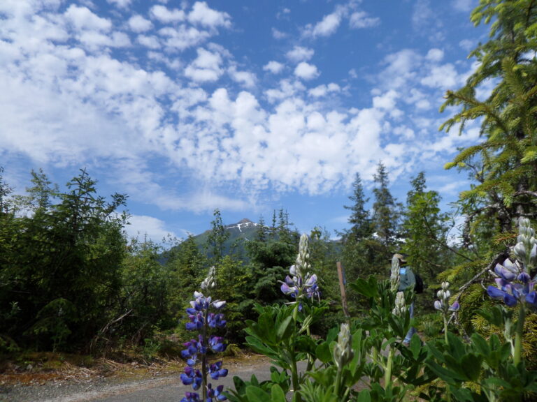 Spring Meadow | Alaska Retreat