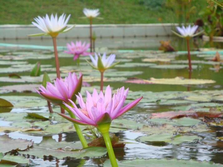 Flowers